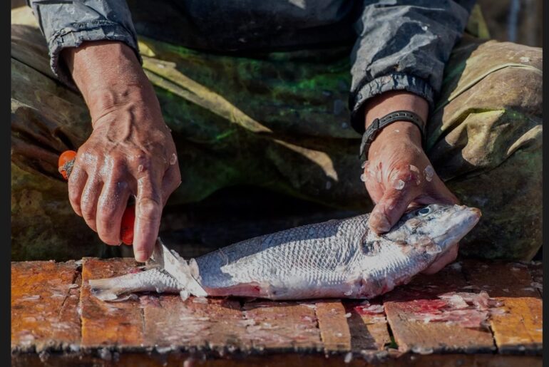 Best Fish Scaler Tool